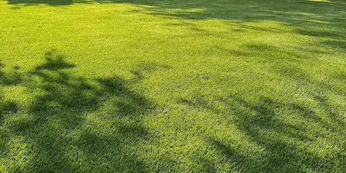 Premium artificial turf rolls — supply and DIY installation